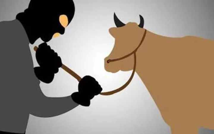 Aksi Pencurian 2 Ekor Sapi Di Nogosari Jember Terekam CCTV ,Kades Himbau Tingkatkan Siskamling.