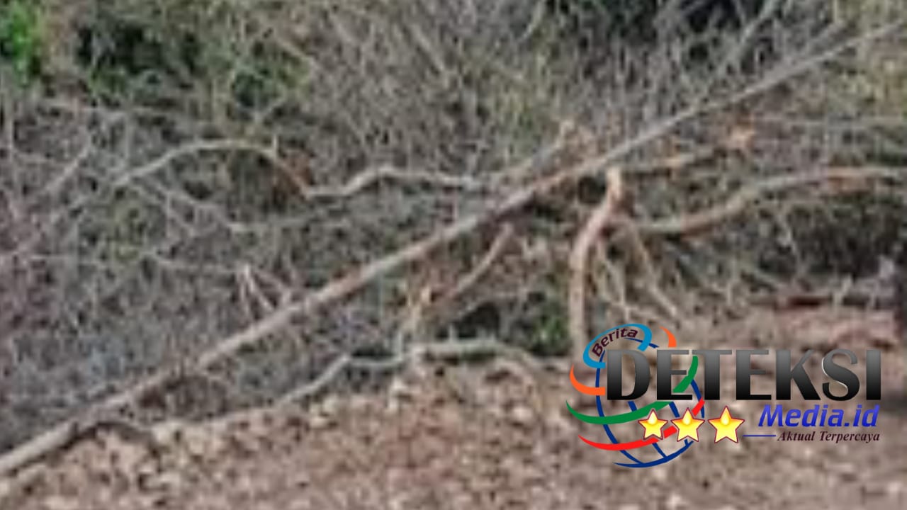 Pengurukan Mangrove Sukokerto Jadi Sorotan, Hak Lingkungan Warga Disinggung