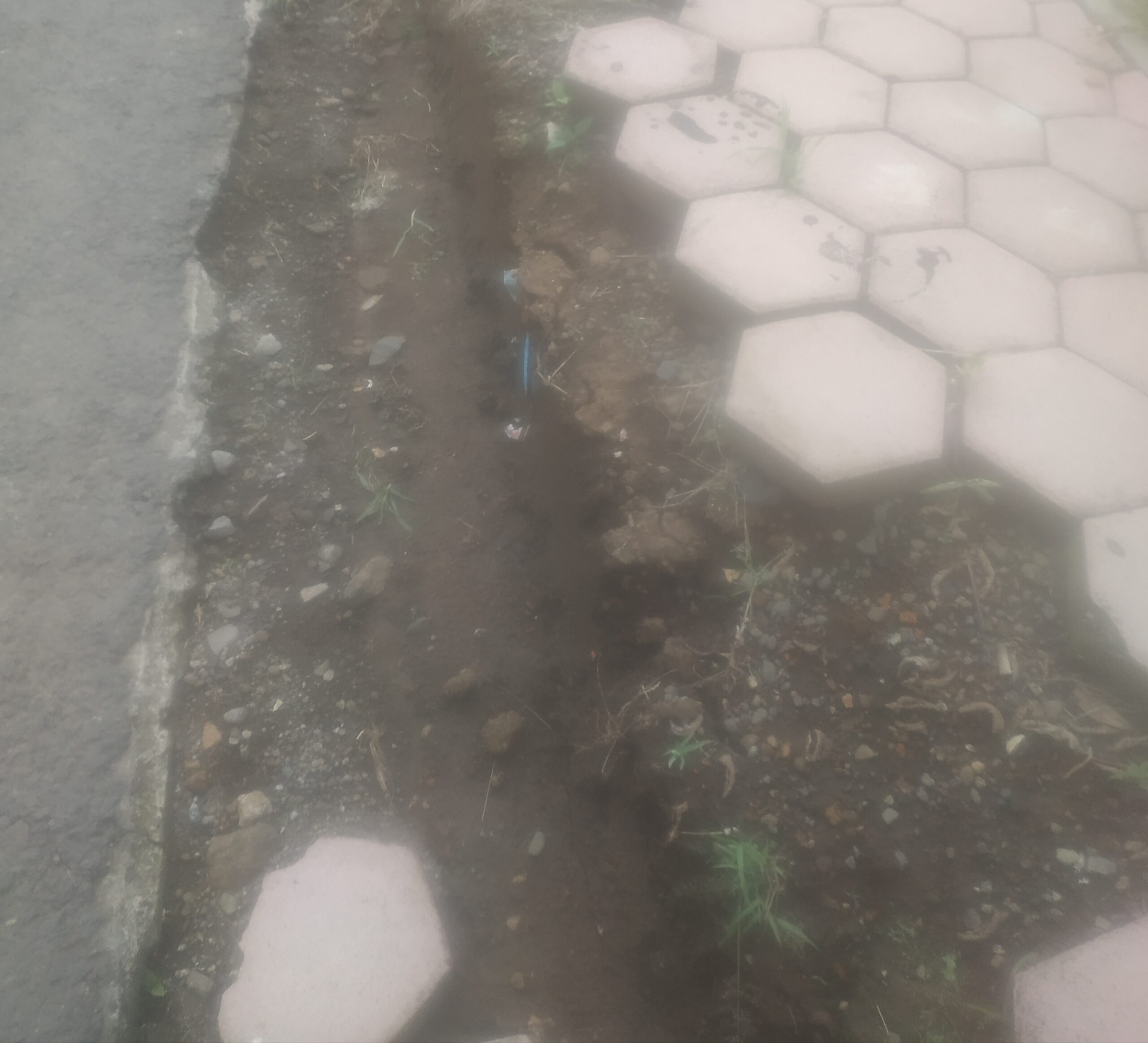 Paving Trotoar di Jalan Lingkar Timur MAN Bondowoso Ambrol diduga Gagal kontruksi