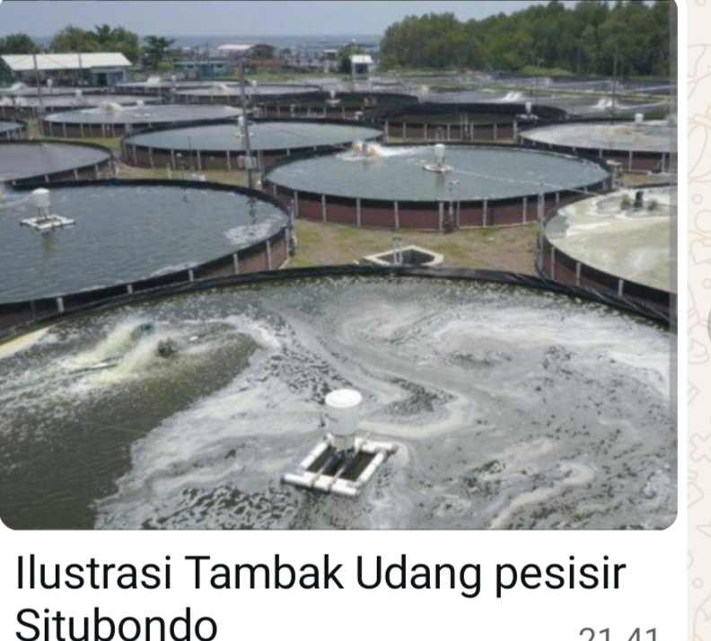 PESISIR SITUBONDO dalam CENGKERAMAN TAMBAK “Siluman” …!!