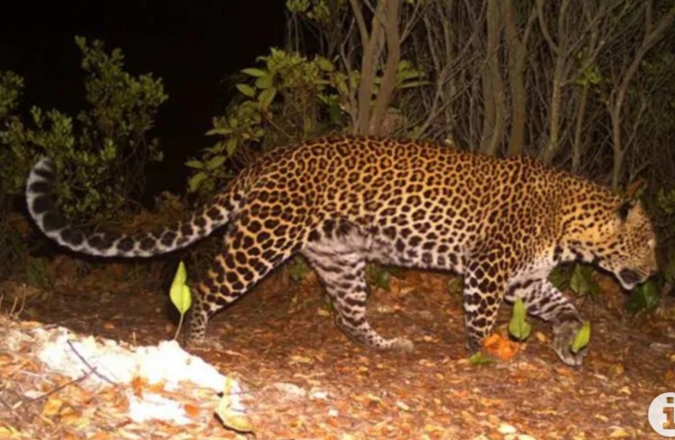 Mencekam, Macan Tutul turun gunung serang warga!