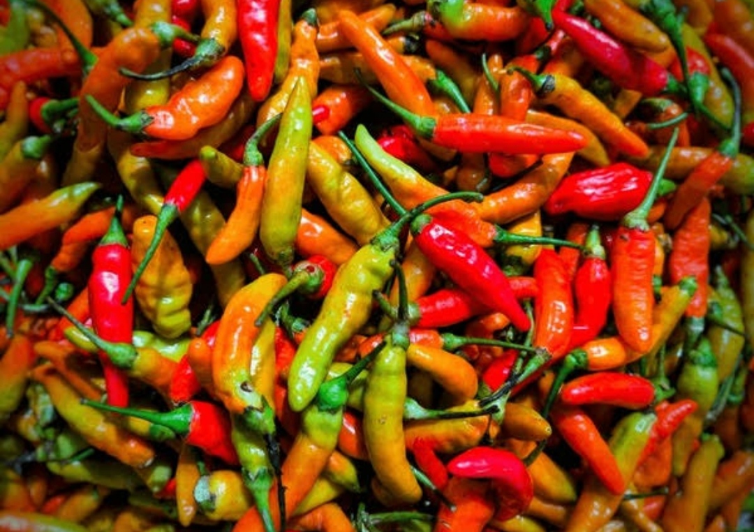 Harga Cabai Meroket,Tembus Rp 100 Ribu per Kg