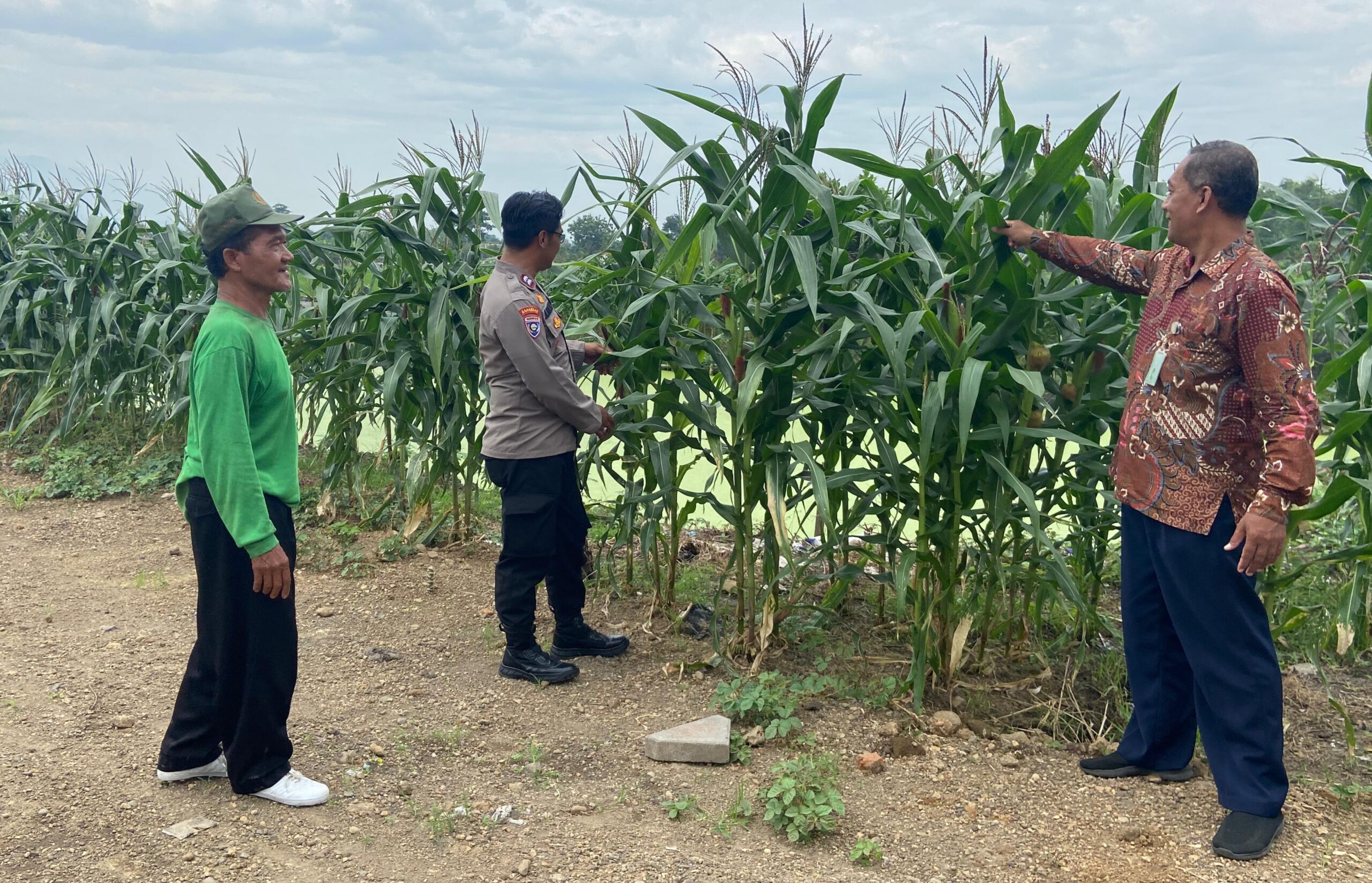 Polresta Sidoarjo Optimalkan Swasembada Pangan, Dampingi Petani Jagung di Krembung