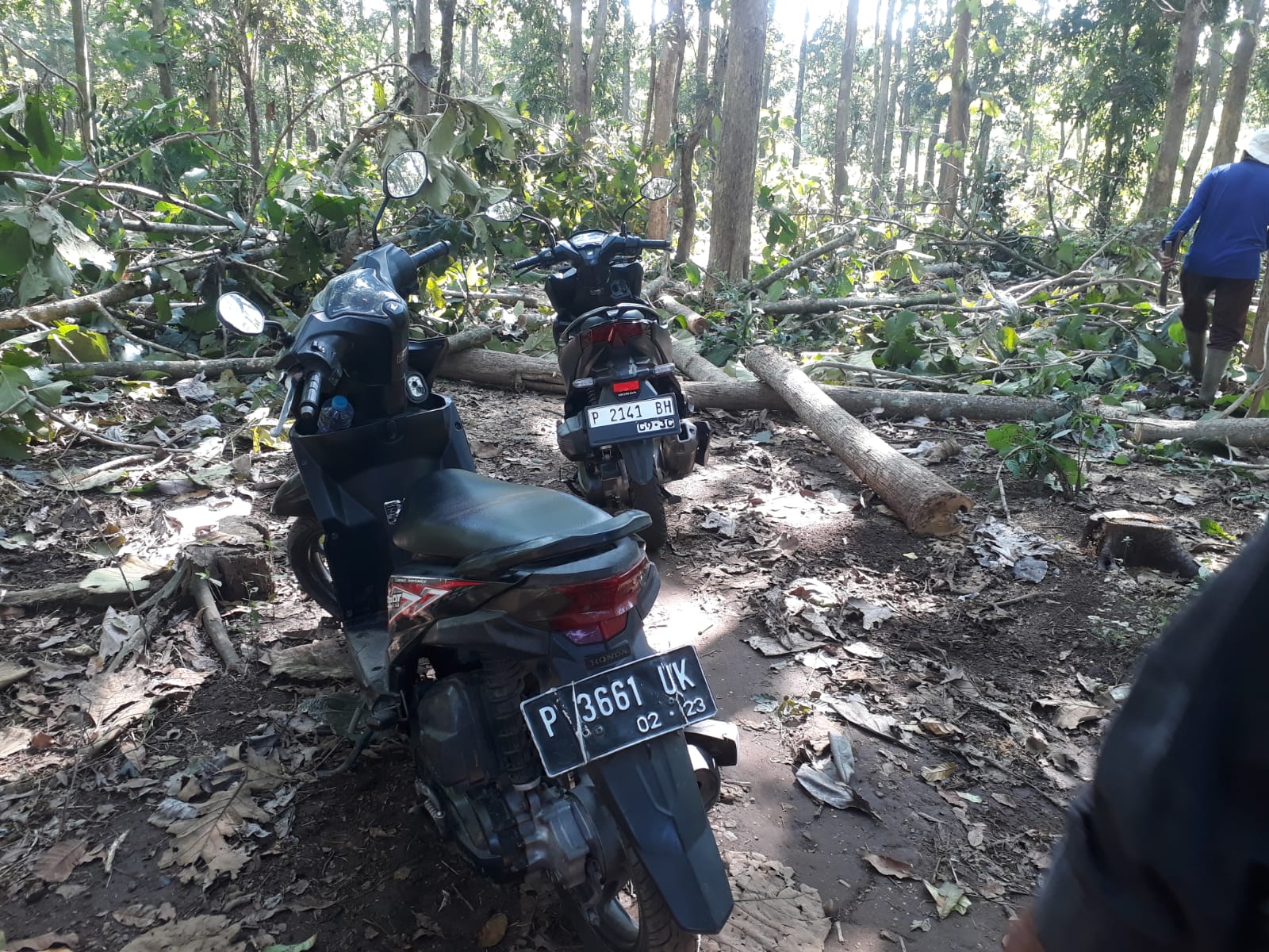 LMDH Tegalampel Ngaku Rugi Kelola Limbah Jati, Warga Justru Heran: Bukannya Dijual 250 Ribu per Pickup?