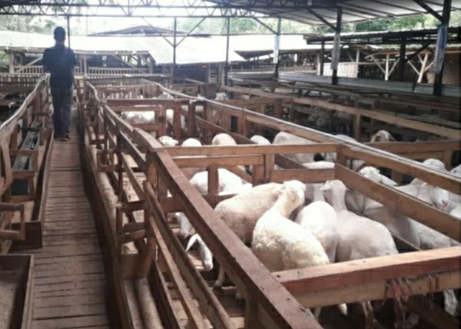 Jelang Idul Adha,Pengawasan Hewan Kurban di Bondowoso Diperketat